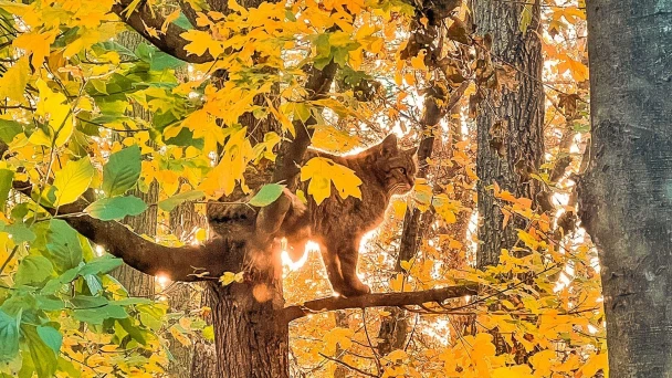 Header Image