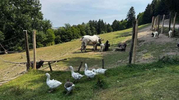 Gänse, Pferde und Hühner auf der Weide.