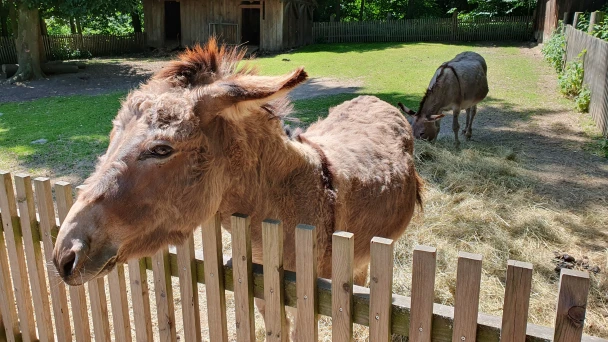 Eselgehege mit braunem Esel im Naturpark Geras.