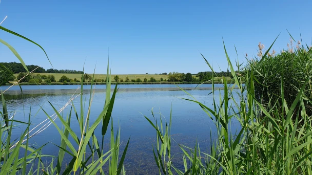 Blick durch das Schilf über den Teich beim Naturpark Geras.