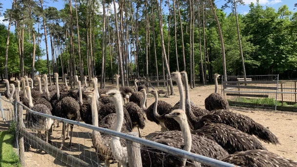Straußvögel am Freigelande der Straußenfarm