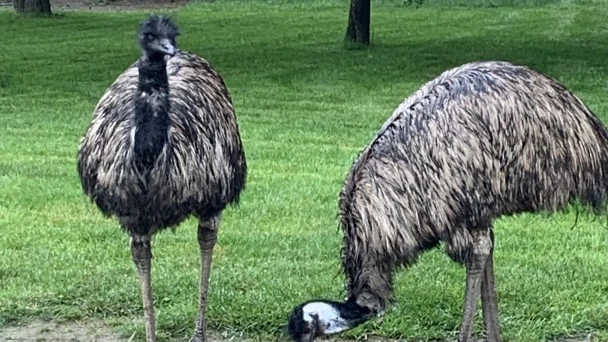 Header Image