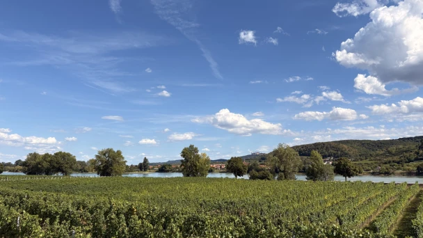 Blick aus der Wachaubahn über die Weinberge und die Donau.