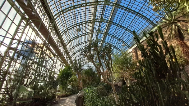 Kakteeen im lichtdurchfluteteten Wüstenhaus.