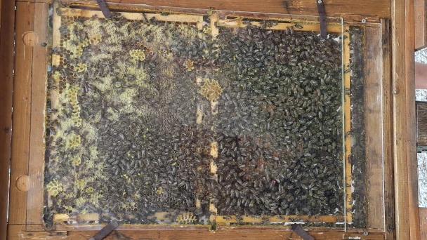 Blick auf die Bienen und ihre Honigwaben.