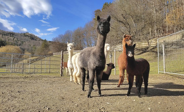 Mehrere Alpakas stehen in einem eingezäunten Gehege und dahinter sieht man eine Wiese und Bäume.