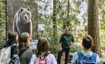 Blick auf eine Gruppe von Kindern, die vor einem Führer im Wald neben einem Bild von einem Braunbären stehen.