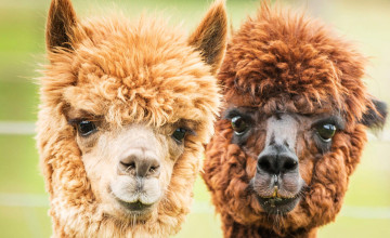 Zwei braune Alpakas am Alpaka Sonnseitnhof im Waldviertel