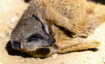 Ein Erdmännchen liegt seitlich auf Sand.