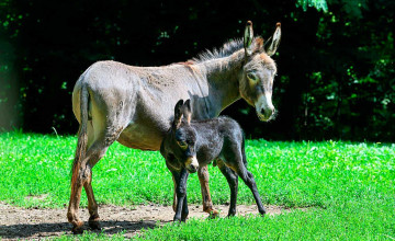 Blick auf ein Pferd und ein Fohlen, die auf einer Wiese stehen.