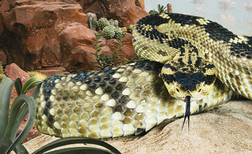 Fokussierter Blick auf ein Schlange, deren Blick auf die Kamera gerichtet ist