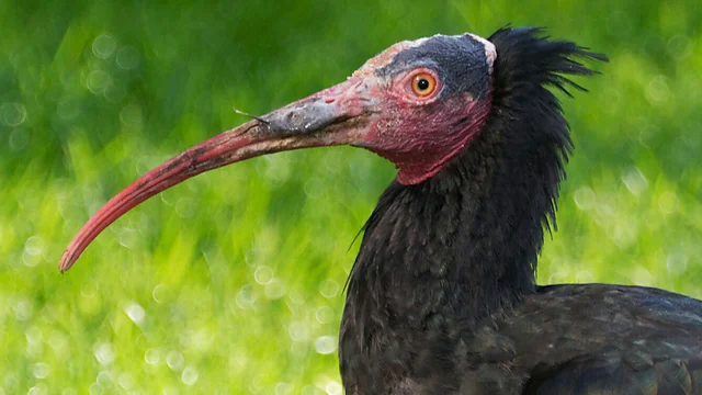 Waldrapp-Voliere