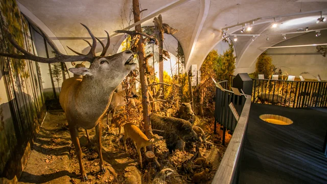 Museum Schloss Lackenbach