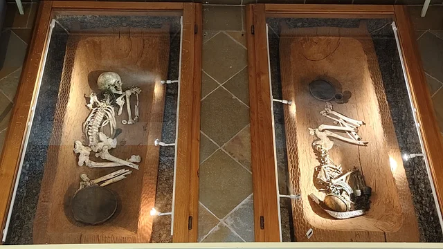 Skelett in einer Vitrine.