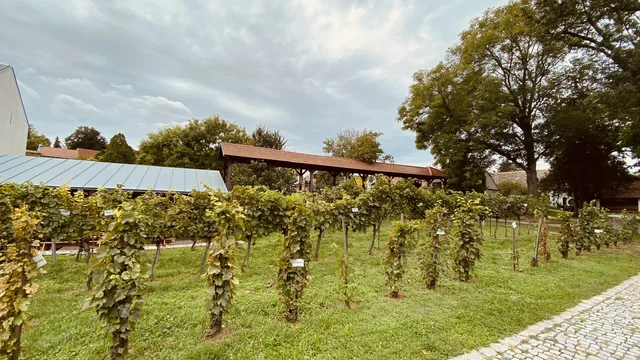 Vino Versum WEIN+TRAUBEN Welt