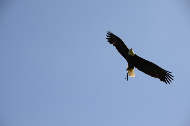 Blick auf den Flug eines Greifvogels