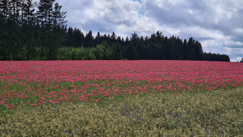 Blick auf ein blühendes Mohnfeld