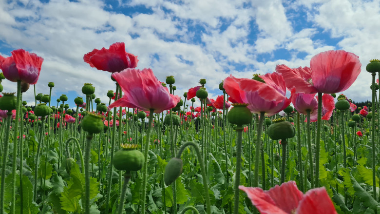 Blick auf Mohnblumen