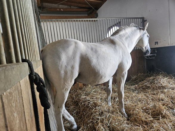 Blick auf einen Lipizzaner in einem Stall