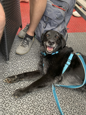 Hund liegt am Bootdeck