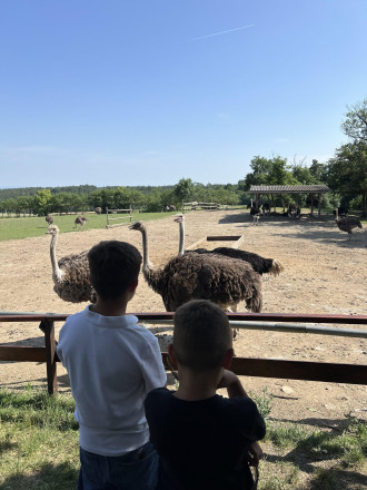 Blick auf zwei Kinder, die vor einem Straußengehege stehen