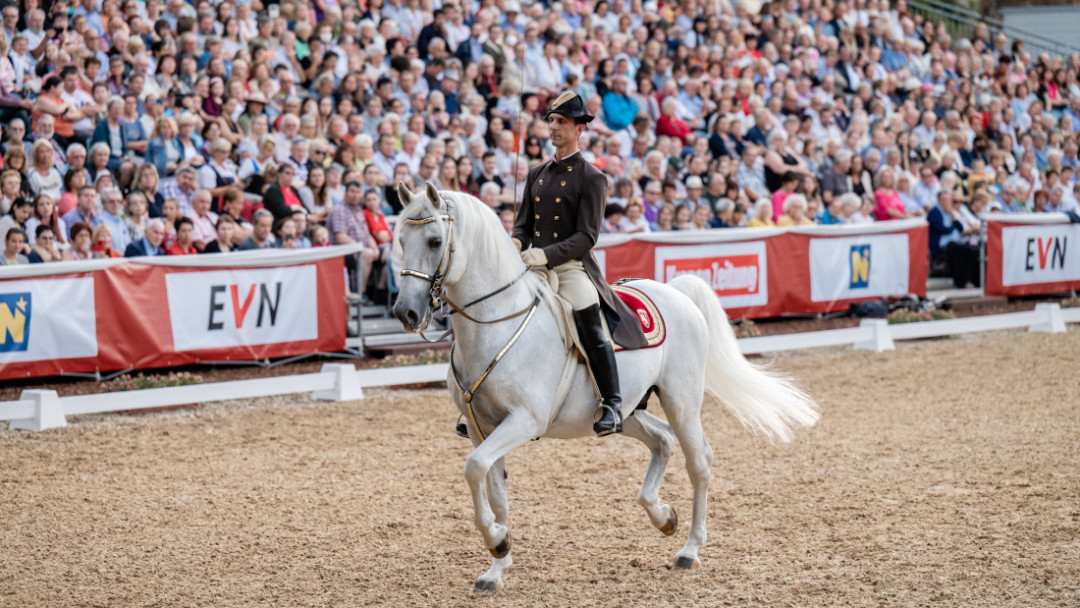 May Heldenberg Rip Raptor Heldenberg Lipizzaner – The Heldenberg – GOMW