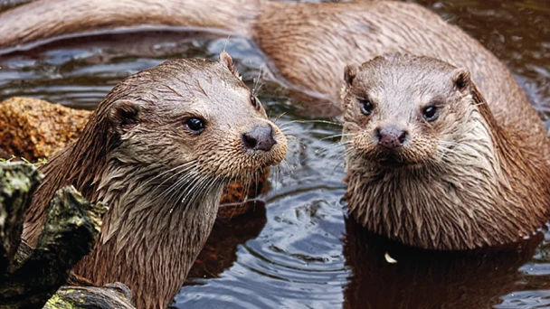 Fischotterpärchen im UnterWasserReich