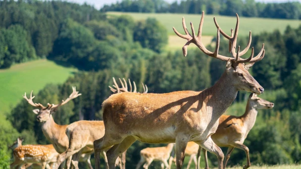 Wildpark Hochrieß