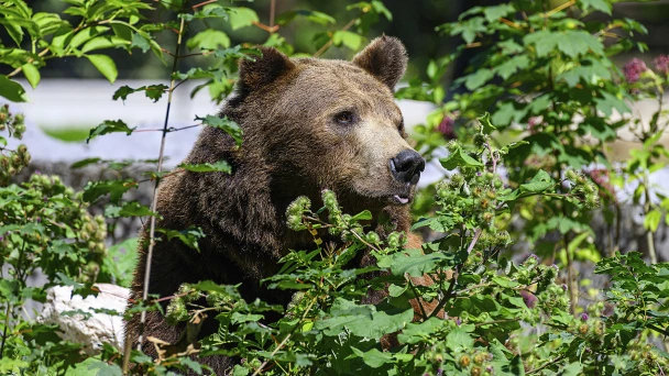 Tierpark Stadt Haag