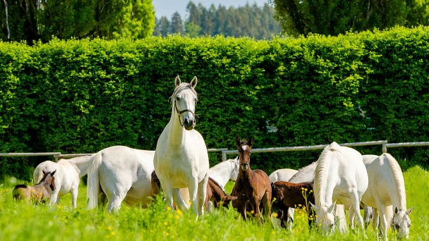 Lipizzanergestüt Piber