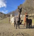 Alpakafarm und Erlebnisbauernhof Lechner