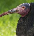 Waldrapp-Voliere
