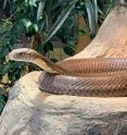 Reptilienzoo