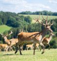 Wildpark Hochrieß