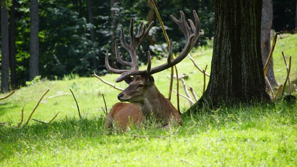 Imposanter Hirsch liegt unter einem Baum auf der grünen Wiese.