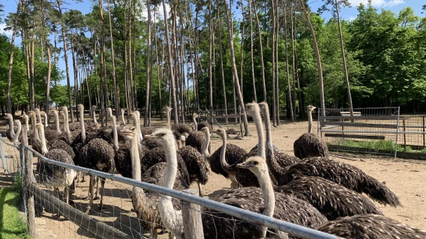 Straußvögel am Freigelande der Straußenfarm