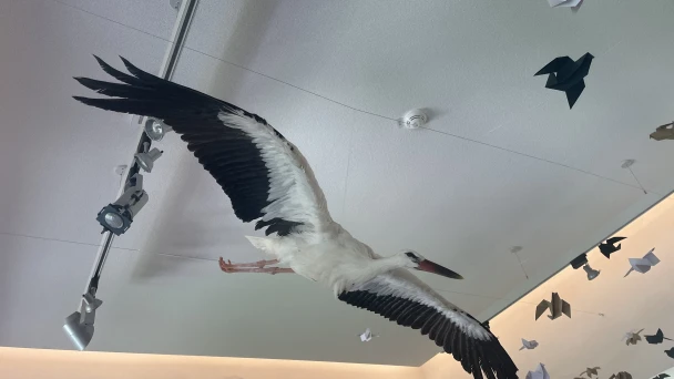 Storch im Ausstellungsraum von Schloss Marchegg.