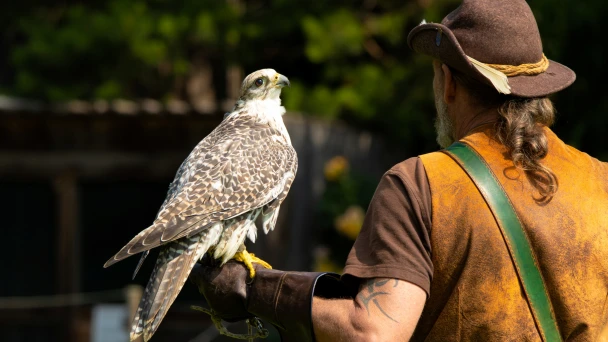 Falkner mit einem Falken am Arm.